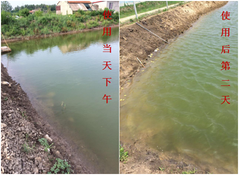 肥水困難、藻類(lèi)缺乏處理前后效果